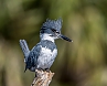 Male Belted Kingfisher (Photo credit: Andy Morffew)