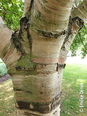 Downy Birch bark photo credit Emooke Denes