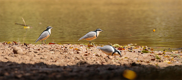 Egyptian Plovers by Justin Peter