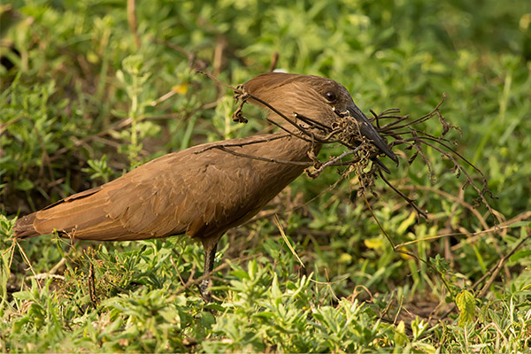 Hammerkop with Nesting Material - Sumeet Moghe-wikicommons