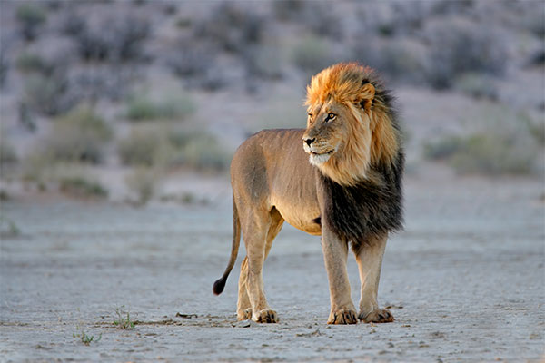 Black-maned Kalahari lion