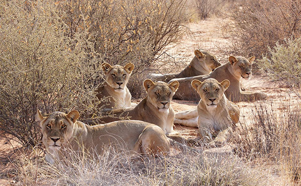 Female Kalahari lions