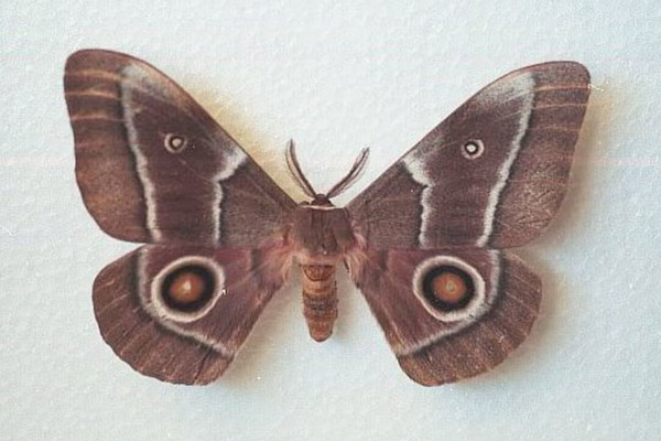 An adult moth of the Mopane Worm, Gonimbrasia belina