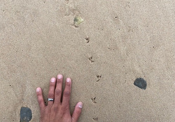 Mystery footprints in the sand
