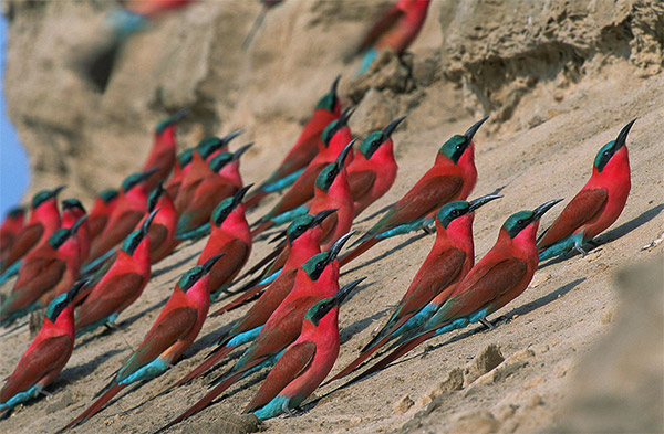 Southern Carmine Bee-eater South Luangwa Zambia