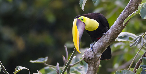 Chestnut-mandibled Toucan, or Swainson’s Toucan