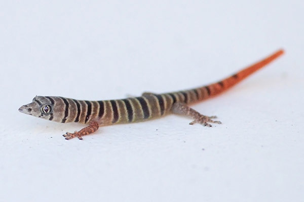 ashy gecko (Sphaerodactylus elegans)