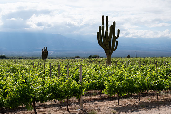 Vineyard with giant cactus, Cafayate