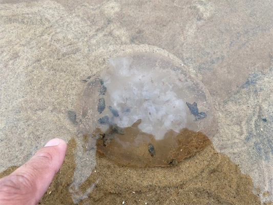 Jellyfish on Magdalen Islands