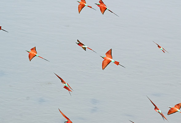 Southern Carmine Bee-eater 
