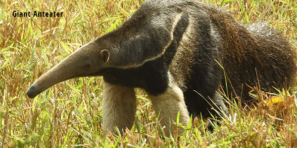 giant anteater pete read