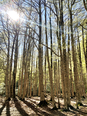 Beech forests of the Spanish Pyrenees
