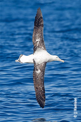 Wandering Albatross credit JJ Harrison