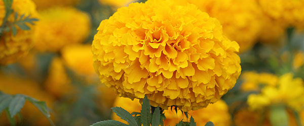 Day of the Dead marigolds