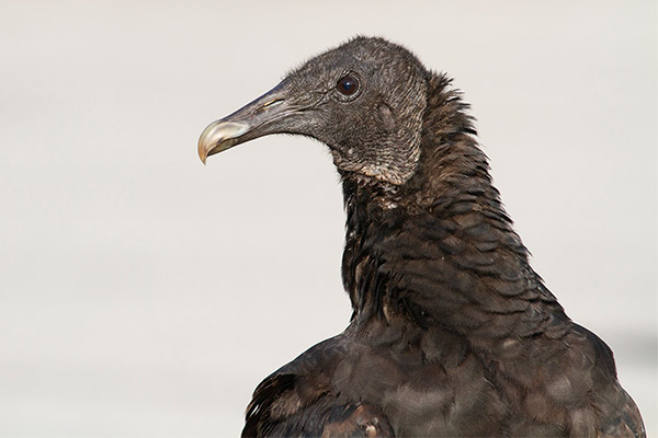 Black Vulture face close-up
