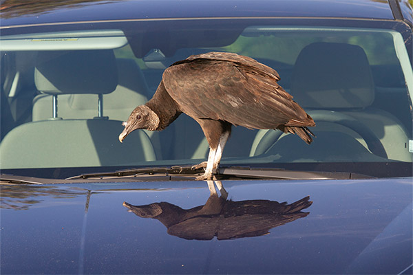 Black Vulture standing on hood of car