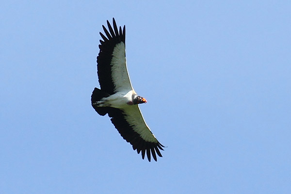 King Vulture in flight