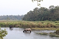 Indian Rhinoceros at Chitwan