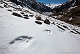 Snow Leopard tracks