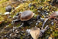 Mushroom species on Devon Island