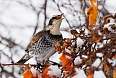 Dusky Thrush (Photo by: Gregory Peterson)