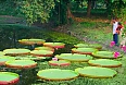 Kolkata botanical gardens