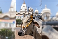 Sacred cow at ISKCON temple