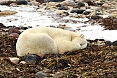 The bears are often indifferent to us. This big male slept on a bed of seaweed.