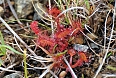 Among the carnivorous plants we may find sundew in boggy situations. (photo: Dave Milsom)
