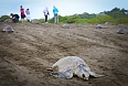 Travellers visiting the sea turtles on our 2021 tour with Ontario Nature (Photo by: Alex Arias)