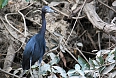 Little Blue Heron along the Tempisque River (Photo credit: ImagePerson)