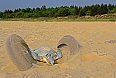 Olive Ridley Sea Turtle digging nest