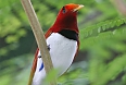 King Bird-of-Paradise (Photo by: Doug Janson)