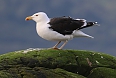 Great Black-backed Gull (Photo by: Charles J. Sharp)