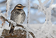Dusky Thrush (Photo by: Justin Peter)
