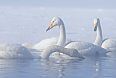 Whooper Swan (Photo by: Justin Peter)
