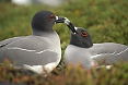 Swallow-tailed Gulls (Photo by: Justin Peter)