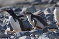 Gentoo Penguins (Credit: Justin Peter)