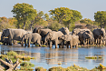 African Elephants in Etosha N.P.