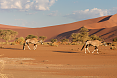 Oryx in front of the Sossusvlei dunes