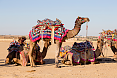 Camels in Jaisalmer desert