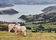 New Zealand Sheeps