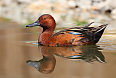 Cinnamon Teal (Photo by: Clement Bardot)