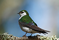 Violet-green Swallows (Photo by: Alan Vernon)