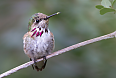 Calliope Hummingbird (Photo by: Dan Pancamo)
