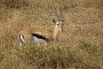 Thompson's Gazelle (Photo by Nevit Dilman)