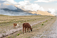 llamas eating grass in Infiernillo