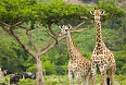 Giraffes, acacia tree