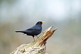 The Common Blackbird is likely to be one of the first birds we'll see.