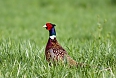 The Ring-necked Pheasant is another inhabitant of pasturelands that we'll look for.